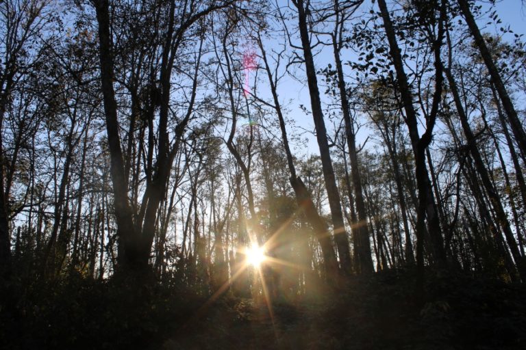 Sunlight filters through trees at a 16-acre parcel of greenspace south of Kerr Park in Washougal on Thursday, Oct. 24.