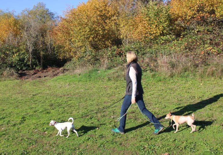 Washougal resident April Engle walks with her dogs through Kerr Park on Thursday, Oct. 24. Engle is leading an effort to preserve the 16 acres of greenspace directly south of the park from housing development.
