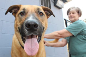 West Columbia Gorge Humane Society volunteer Kathy Roberts pets Roscoe, a dog that was up for adoption in August 2017, at the Washougal-based dog shelter. (Post-Record file photo)