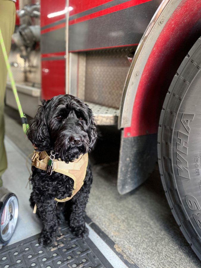 Sarge, a service dog who helps Camas-Washougal Fire Department Training Captain Chris Richardson with his daily routines, stands at attention inside Fire Station 41 in Camas, on Monday, Feb. 17. Richardson, a combat veteran who suffers from PTSD as well as a rare disorder known as apaxia, says Sarge switches from &quot;family dog&quot; to &quot;dog-at-work&quot; when he puts his service vest on each day.