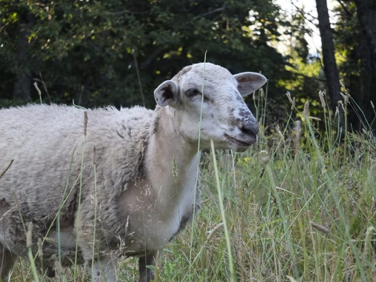 Contributed photo courtesy Lara Scanlon 
 Colibri Gardens owners Derek an Lara Scanlon use their sheep, including Icelandic and Katahdin (above) breeds, to produce meat and wool. (Doug Flanagan/Post-Record)