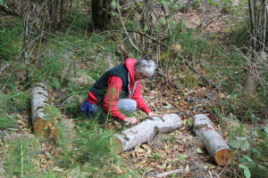 Photos by Kelly Moyer/Post-Record
Susan Knilans, also known as the "Camas Bee Lady," checks for signs of living critters under a log in the Lacamas Shores biofilter area near Lacamas Lake in Camas on Friday, Sept. 17, 2021. (Photos by Kelly Moyer/Post-Record)