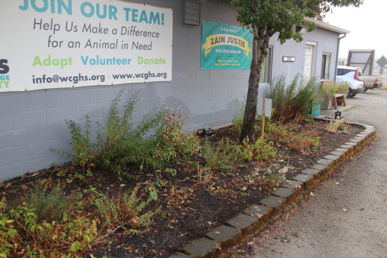 A pollinator garden located in front of the West Columbia Gorge Humane Society animal shelter in Washougal is filled with native plant species, including  yarrow, cutleaf penstemon, pearly everlasting, meadow checkermallow, nodding onion, hairy manzanita and kinnikinnick.