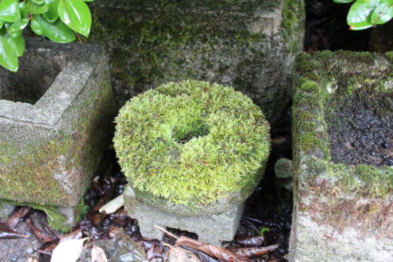 A moss-covered planter pot crafted by Camas artist Claire Bandfield sits outside Bandfield's Camas art studio on Monday, Oct. 31, 2022.