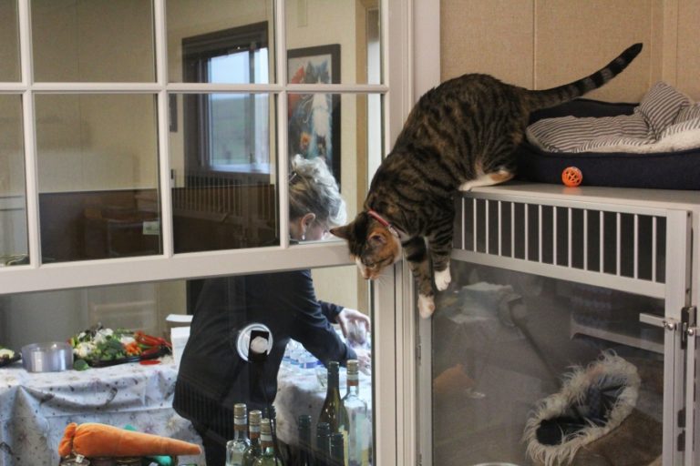 Doug Flanagan/Post-Record 
 A cat jumps from its perch to a nearby windowsill at the West Columbia Gorge Humane Society's cat shelter on Saturday, Jan 21.