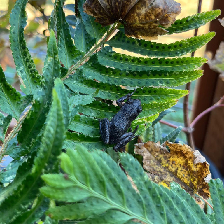 Contributed photo courtesy Hannah Schrager 
 A Pacific chorus frog clings to a plant at Good Year Farms in Washougal in September 2022.