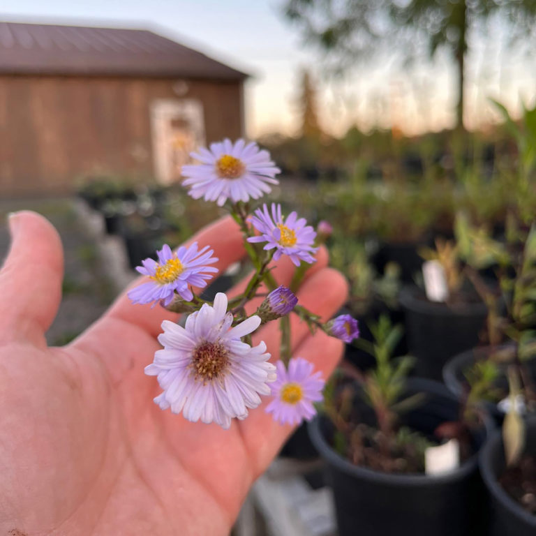 Contributed photo courtesy Hannah Schrager 
 Good Year Farms owner Hannah Schrager shows off one of the native plants that she grows at her Washougal nursery.