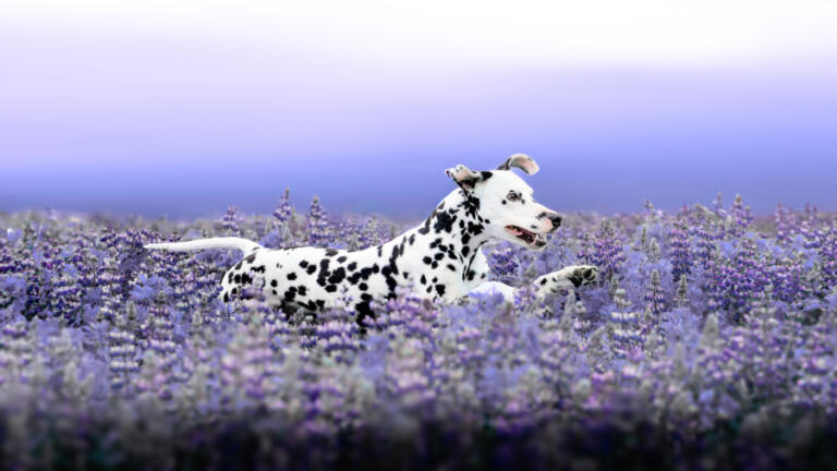 An example of Jess Kristen Peterson&rsquo;s pet photography.