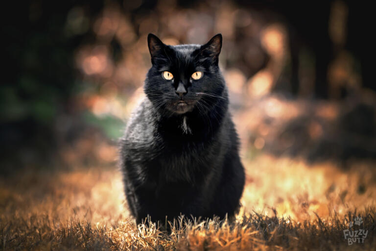 An example of Jess Kristen Peterson&rsquo;s pet photography.