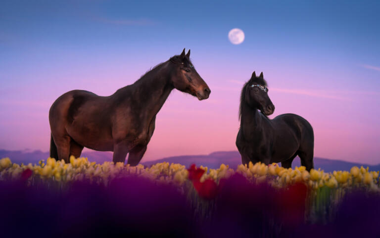 An example of Jess Kristen Peterson&rsquo;s pet photography.