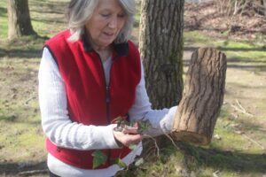 Washougal Ivy League board member Virginia Frederick holds a section of invasive ivy (right hand) and an ivy “stump” (left hand) in Lower Hathaway Park on Saturday, March 8, 2025. (Doug Flanagan/Post-Record)