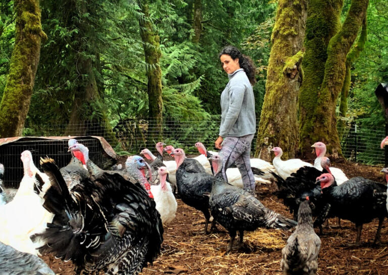 Robyn Lavasseur eyes turkeys at her rural Washougal property on Aug.