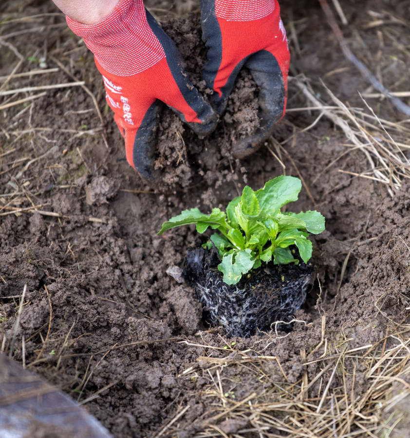 A yellow monkey plant sits in a freshly dug hole Wednesday at Baz River Front Park in Camas. Thanks to Lower Columbia Fish Enhancement Group’s Seeds to Salmon program, students from Hudson’s Bay and Fort Vancouver high schools were able to help restore salmon habitat at the park by removing invasive species and planting trees and other pollinator plants. (Taylor Balkom/The Columbian)