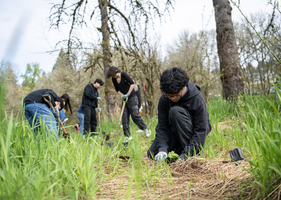 Fort Vancouver High School junior Carlos Lopez plants a yellow monkey flower plant April 9, 2025, at Baz River Front Park in Camas. Students from Hudson’s Bay and Fort Vancouver high schools spent the morning removing invasive species and planting trees and other plants to help restore salmon habitat through Lower Columbia Fish Enhancement Group’s Seeds to Salmon program. At top, a yellow monkey plant sits in a freshly dug hole at Baz River Front Park in Camas on April 9, 2025. (Photos by Taylor Balkom/The Columbian)