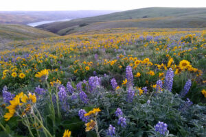 “March and early April are a great time of year for wildflowers in the eastern Gorge,” said Renee Tkach of Friends of the Columbia Gorge. This April view of yellow balsamroot and purple lupine carpeting vast Columbia Hills State Park, the easternmost park in the Gorge, shows why. (Scott Hewitt/The Columbian files)
