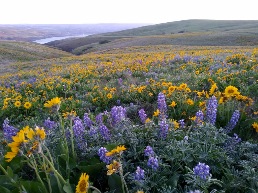 “March and early April are a great time of year for wildflowers in the eastern Gorge,” said Renee Tkach of Friends of the Columbia Gorge. This April view of yellow balsamroot and purple lupine carpeting vast Columbia Hills State Park, the easternmost park in the Gorge, shows why. (Scott Hewitt/The Columbian files)