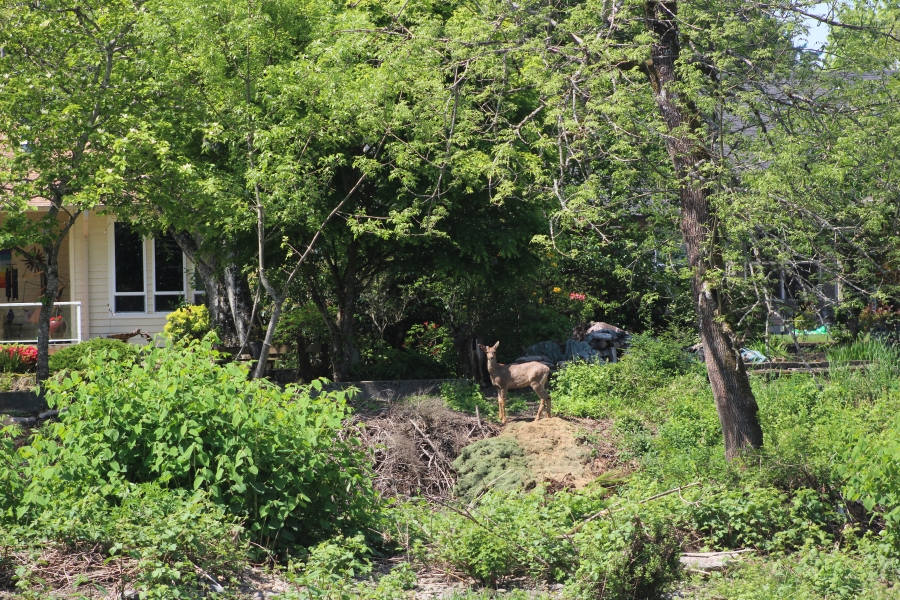 A deer walks between the edge of the Washougal River and a home at the west end of Schmid Family Park in Washougal on Friday, May 2, 2025. (Doug Flanagan/Post-Record)