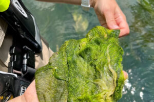 A mat of benthic green and blue-green algae is collected from the bottom of the Shenandoah River during a harmful algal bloom. A similar type of algae was first found in the Columbia River in late 2024 and has been connected to the deaths of two dogs. (Photo provided by U.S. Geological Survey)