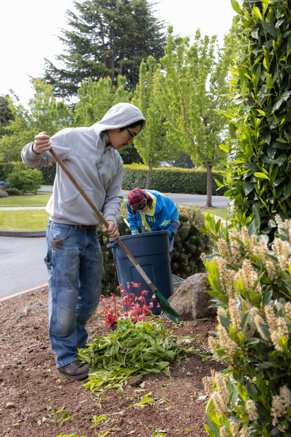 Luis Avila and Timothy Geiger, 17, trim hedges Saturday at Columbia Presbyterian Church in Vancouver. Teen unemployment nationally is up slightly compared with last year. (Tommy Rhodes/for The Columbian)