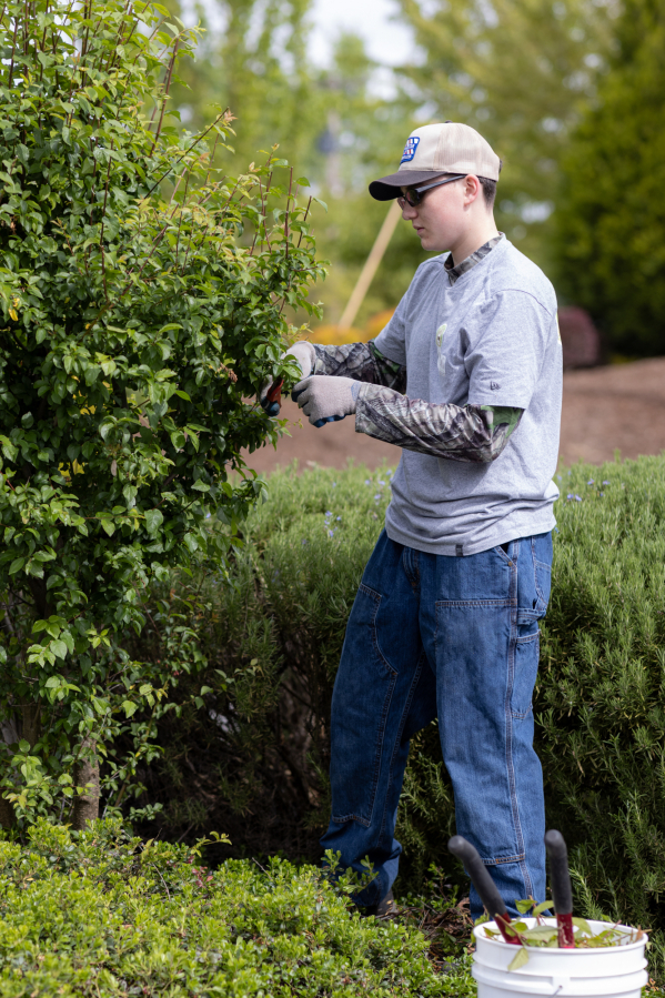 Tyler Stimmel, 16, trims a bush for Mowtown Teen Lawn Care on Saturday. Local teens have reported finding it more difficult to find work this year. (Tommy Rhodes/for The Columbian)