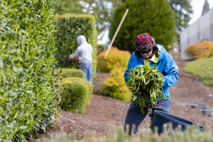 Timothy Geiger, 17, cleans up hedge trimmings at Columbia Presbyterian Church in Vancouver. Local teens have reported finding it more difficult to find work this year.