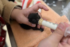 A neonatal kitten is syringe fed by Humane Society for Southwest Washington shelter staff. (Photo contributed by the Humane Society for Southwest Washington)