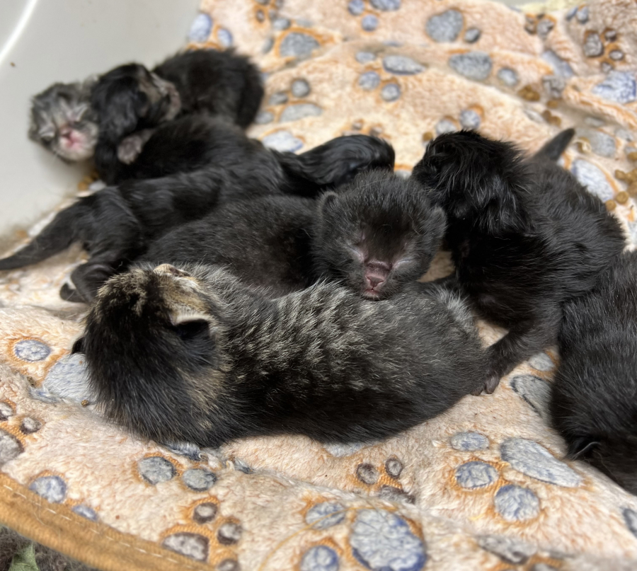 Litters of neonatal kittens, some just days old, arrive at shelters including the Humane Society for Southwest Washington on a regular basis during kitten season, which generally runs from spring until late fall in Southwest Washington. (Photo contributed by the Humane Society for Southwest Washington)
