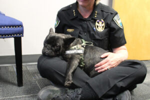 Doc, the Camas Police Department’s comfort dog, snuggles on Camas Police Chief Tina Jones’ lap inside the chief’s office in Camas on July 16. (Photos by Kelly Moyer/The Columbian)