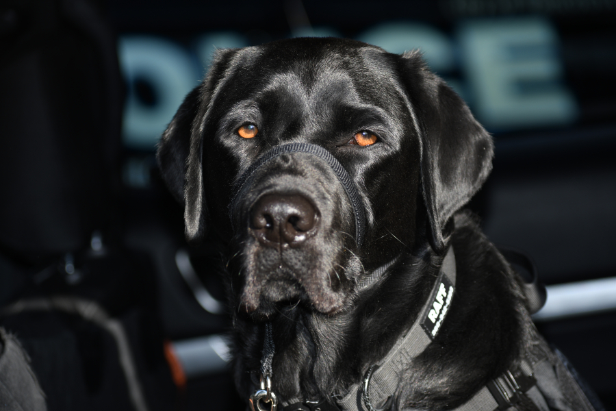 Rafferty, a 3-year-old black Labrador retriever that trained to be a guide dog, now works as the Battle Ground Police Department’s comfort dog. Rafferty helps comfort and calm police staff and community members. (Photo contributed by Battle Ground Police Lt. Jason Perdue)