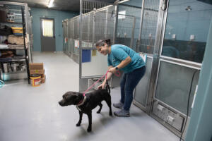 Mikhaila Worle of the West Columbia Gorge Humane Society spends time with pit bull mix Lylah, 4, on Monday morning, June 30, 2025. The West Columbia Gorge Humane Society has completed major renovations to its dog shelter, replacing its old, degrading kennels, not originally designed for shelter use, with new, state-of-the-art kennels. (Amanda Cowan/The Columbian) (Photos by NAME HERE/The Columbian)