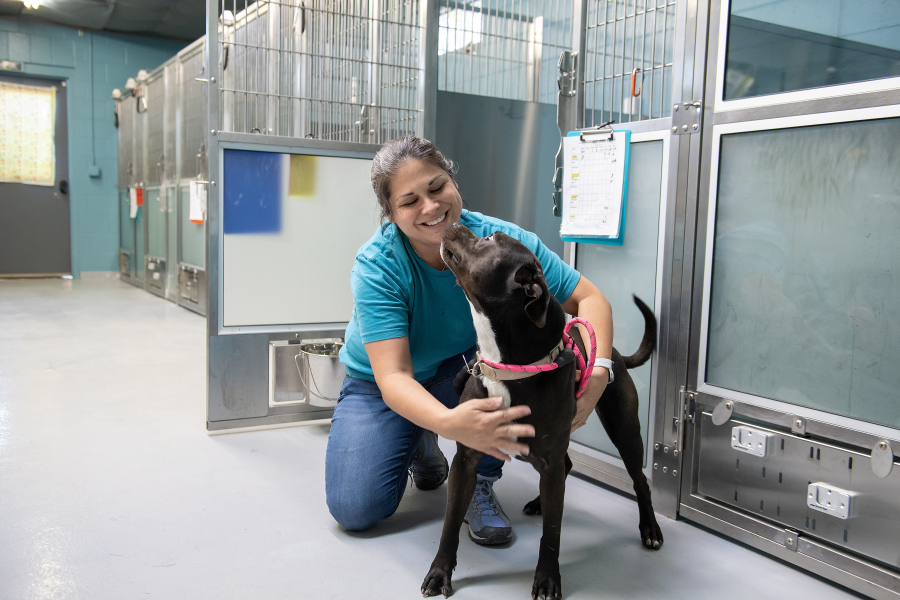 Mikhaila Worle of the West Columbia Gorge Humane Society spends time with pit bull mix Lylah, 4, on Monday morning, June 30, 2025. The West Columbia Gorge Humane Society has completed major renovations to its dog shelter, replacing its old, degrading kennels, not originally designed for shelter use, with new, state-of-the-art kennels. (Amanda Cowan/The Columbian)