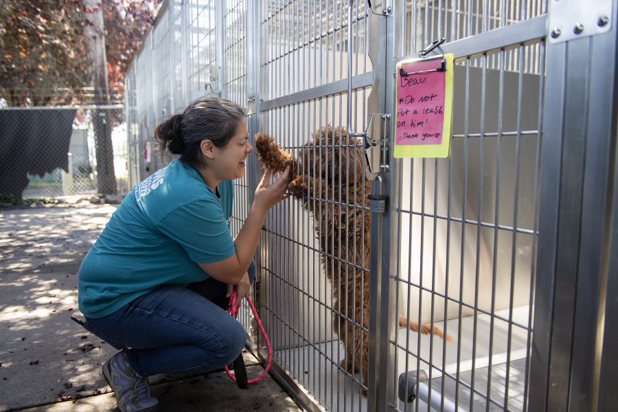 LEADOPTION Mikhaila Worle of the West Columbia Gorge Humane Society shares a playful greeting with cavalier/poodle mix Beau, 1, on Monday morning, June 30, 2025. The West Columbia Gorge Humane Society has completed major renovations to its dog shelter, replacing its old, degrading kennels, not originally designed for shelter use, with new, state-of-the-art kennels. (Amanda Cowan/The Columbian)