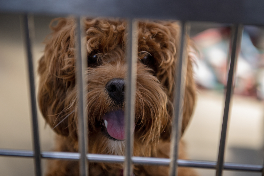Beau, 1, greets visitors at the West Columbia Gorge Humane Society on June 30. (Amanda Cowan/The Columbian)