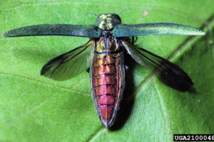 The emerald ash borer, an invasive species of beetle, has been found in Portland. Local officials say it’s only a matter of time before the pests, which hollow out and kill ash trees, will arrive in Clark County. (Contributed photo)