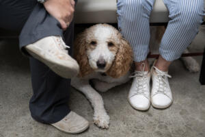 Sofia, 1, waits as her owner meets with a veterinarian at the Humane Society for Southwest Washington’s Nierenberg Community Veterinary Clinic. (Amanda Cowan/The Columbian)