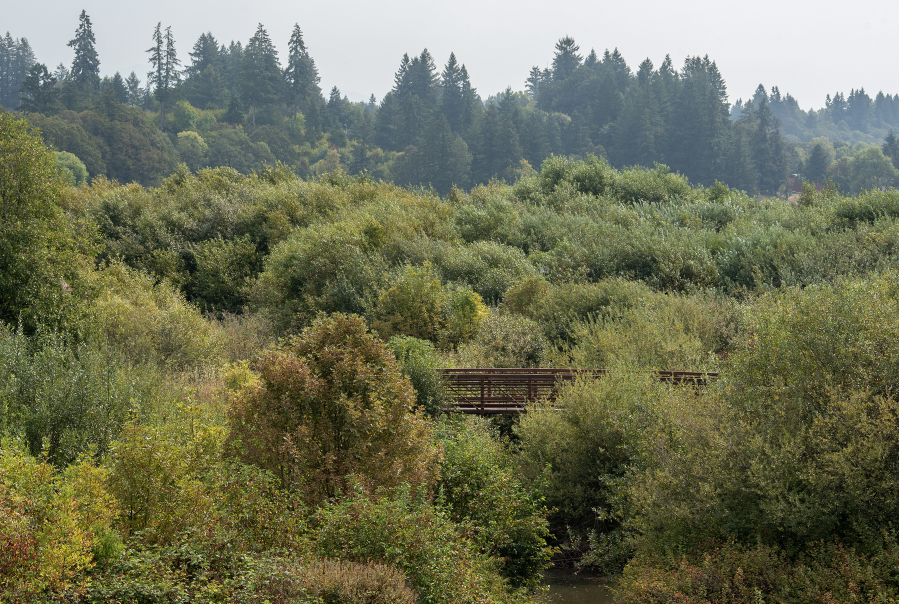 A bridge is barely visible through a dense urban tree canopy along the East Fork Lewis River south of La Center on Thursday morning. (Amanda Cowan/The Columbian)