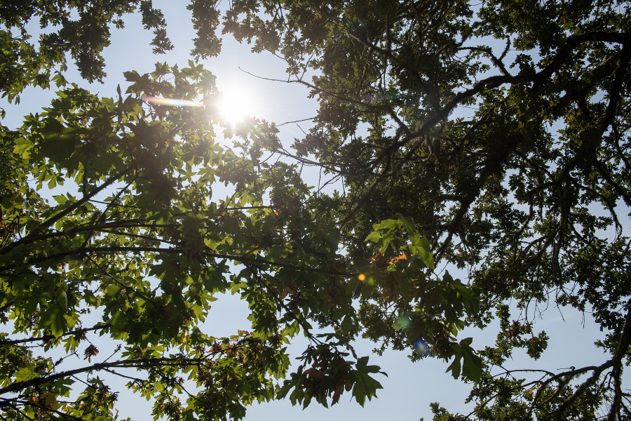 Sun shines through a dense urban tree canopy along the East Fork Lewis River south of La Center on Thursday morning.