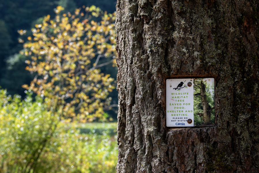 A sign marks a wildlife habitat tree at Fallen Leaf Lake in Camas. (Amanda Cowan/The Columbian)