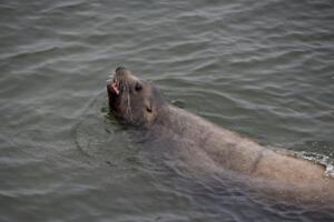 A sea lion swims in circles near Who Song & Larry’s Restaurant and Cantina along the Columbia River in 2021. The federal government recently renewed permits to remove salmon-munching sea lions without much pushback. (Amanda Cowan/The Columbian files)