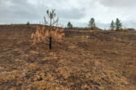 Singed trees remain standing in the Columbia River Gorge&rsquo;s Coyote Wall Recreation Area in mid-September, about six weeks after the Burdoin Fire. (Photos by Scott Hewitt/The Columbian)