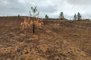 Singed trees remain standing in the Columbia River Gorge’s Coyote Wall Recreation Area in mid-September, about six weeks after the Burdoin Fire. (Photos by Scott Hewitt/The Columbian)