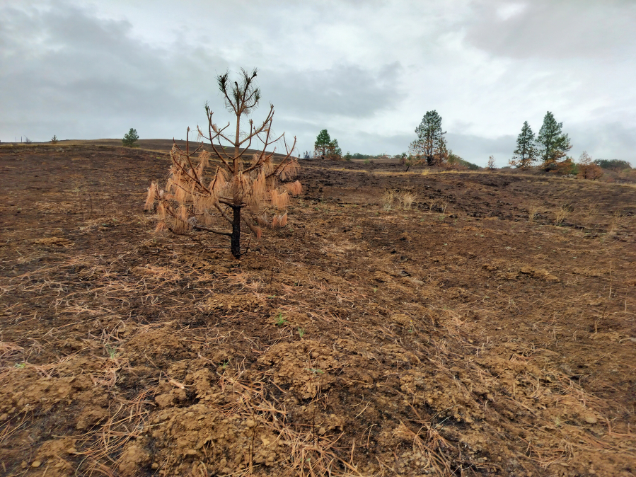 Singed trees remain standing in the Columbia River Gorge&rsquo;s Coyote Wall Recreation Area in mid-September, about six weeks after the Burdoin Fire. (Photos by Scott Hewitt/The Columbian)