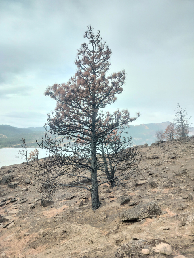Torched trees stand in the Columbia River Gorge’s Coyote Wall Recreation Area in mid-September, about six weeks after the Burdoin Fire burned there.
The U.S. Forest Service expects robust regrowth this coming winter and spring — and will help that along with some native replantings too.
Scott Hewitt/The Columbian