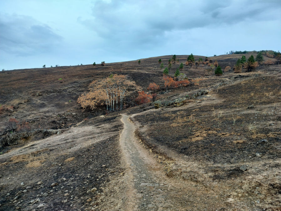 A mid-September visit to the Coyote Wall Recreation Area in the Columbia River Gorge, about six weeks after the Burdoin Fire, reveals burned landscape. The U.S. Forest Service expects robust regrowth this coming winter and spring — and will help that along with some native replantings too. (Scott Hewitt/The Columbian)