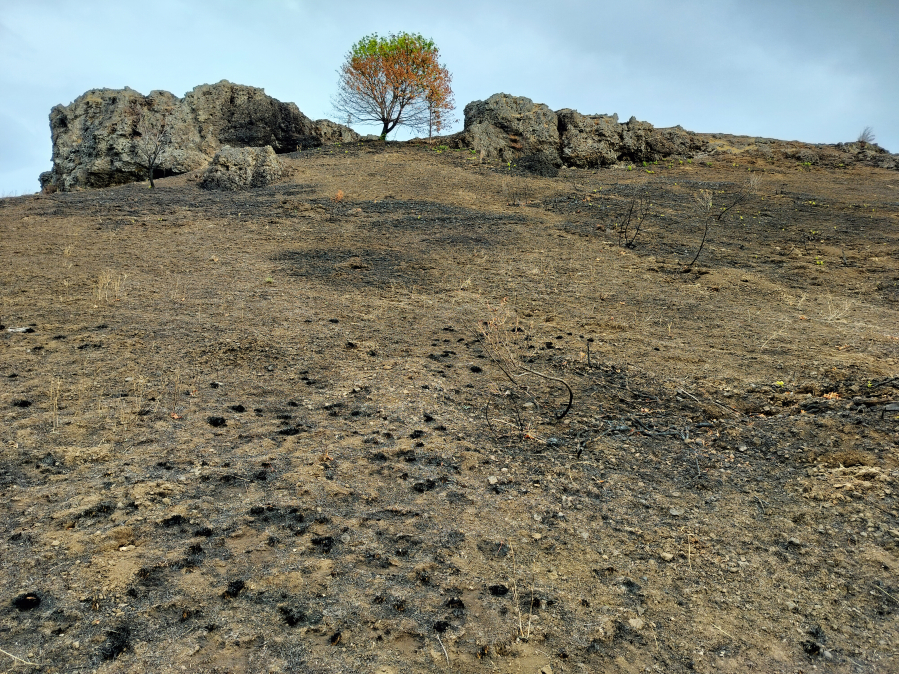 A mid-September visit to the Coyote Wall Recreation Area in the Columbia River Gorge, about six weeks after the Burdoin Fire, reveals burned landscape. The U.S. Forest Service expects robust regrowth this coming winter and spring — and will help that along with some native replantings too. (Scott Hewitt/The Columbian)