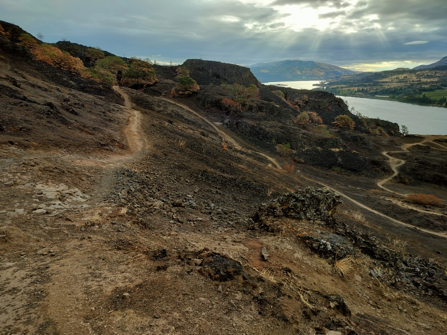 A mid-September visit to the Coyote Wall Recreation Area in the Columbia River Gorge, about six weeks after the Burdoin Fire, reveals a burned landscape. The U.S. Forest Service expects robust regrowth this coming winter and spring — and will help that along with some native replantings. (Photos by Scott Hewitt/The Columbian)
