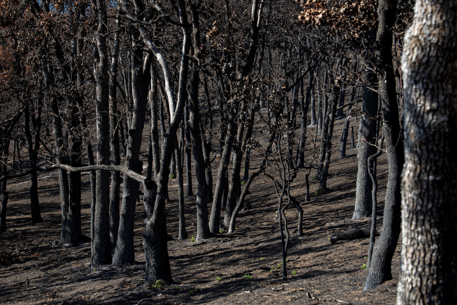 Charred trees are seen in the burn area from the Burdoin Fire near White Salmon in late September.