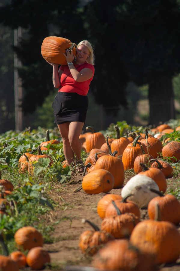 Jasmine Nesbitt, of Redmond, Ore., harvests a large pumpkin on opening day Sept. 20 at Bi-Zi Farms Pumpkin Patch in Brush Prairie. (James Rexroad/ for The Columbian)
