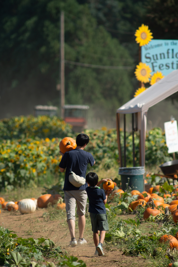 Atsushi Okai, and Shuichiro Okai, 6, pick pumpkins from the field on opening day Sept. 20 at Bi-Zi Farms Pumpkin Patch in Brush Prairie. (James Rexroad/ for The Columbian)