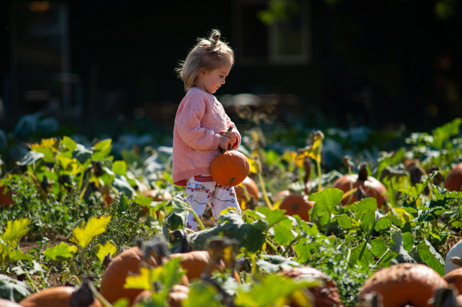 Levi Holove, 6, carries a pumpkin through Bi-Zi Farms Pumpkin Patch on Sept. 20. (Photos by James Rexroad for The Columbian)